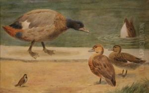 Study Of Ducks And A Sparrow At The Water's Edge