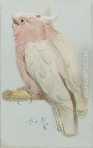 A Leadbetter's Cockatoo, Cacatua Leadbeateri A Leadbetter's Cockatoo, Cacatua Leadbeateri