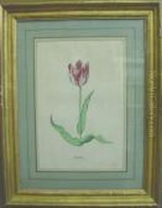 Tulip by Jacob Marrel