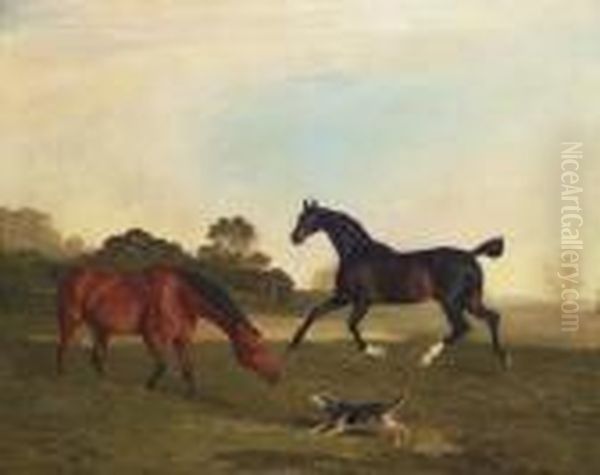 A Light Bay And A Brown Hunter In A Paddock - view 1