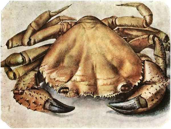 Lobster 3 - view 1