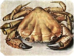 Lobster 3 by Albrecht Durer