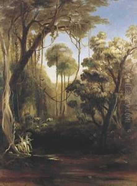 Forest Scene, Illawarra - view 1