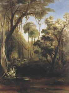 Forest Scene, Illawarra Forest Scene, Illawarra