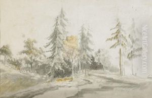 Skogslandskap Med Back
