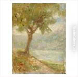 L'arbre by Jacques Martin