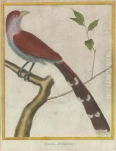 Histoire Naturelle Des Oiseaux: Two Plates by Francois Nicolas Martinet