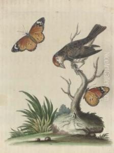 Histoire Naturelle Des Oiseaux: Two Plates by Francois Nicolas Martinet