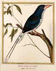 [histoire Des Oiseaux, Peints Dans Tous Leurs (?)]: Thirty-two Plates by Francois Nicolas Martinet
