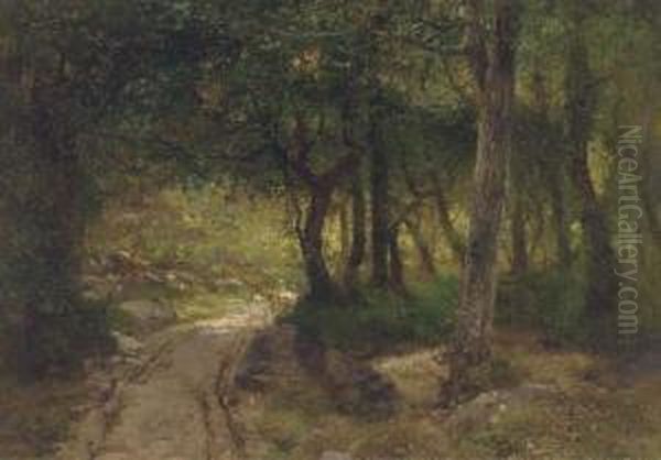 A Track Running Through A Sunlit Glade - view 1