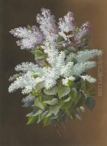 Still Life Of Lilacs