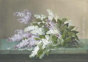 Lilacs Lilacs