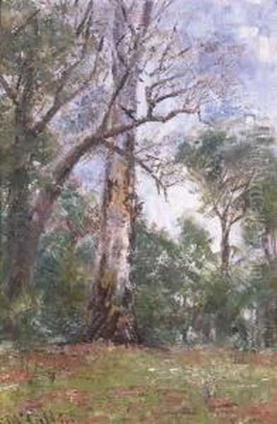 Bush Study, Macedon - view 1