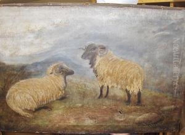 Sheep In Moorland - view 1