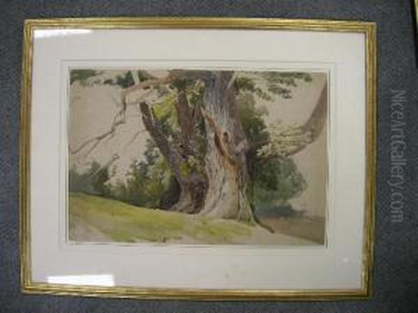 The Old Oak Tree - view 1