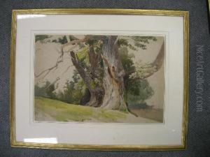 The Old Oak Tree by David Hall McKewan