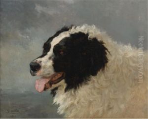 A Mountain Dog