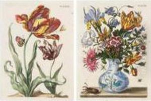 De Europische Insecten. by Maria Sibylla Merian