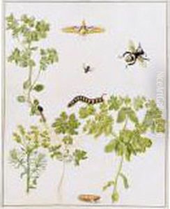 A Spurge Hawk-moth In Various 
Stages Of Its Life-cycle With A Bee And Other Insects, By Sprigs Of 
Several Species Of Spurge by Maria Sibylla Merian