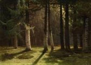Sunlight In The Evergreen Forest