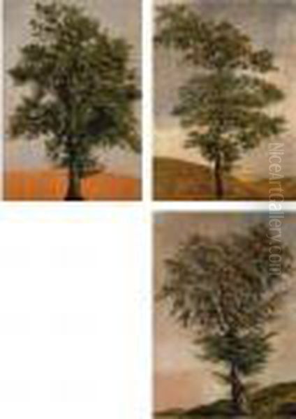 Studies Of Trees - view 1