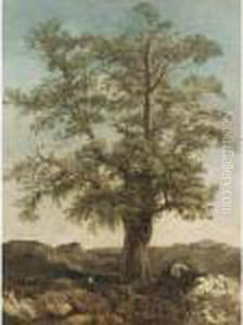 Study Of A Tree