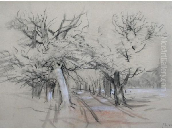 An Avenue Of Trees; Trees By A Riverside - view 1