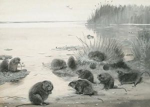 Water Voles