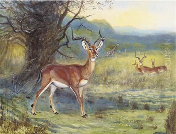 Impala And Giraffe - view 1
