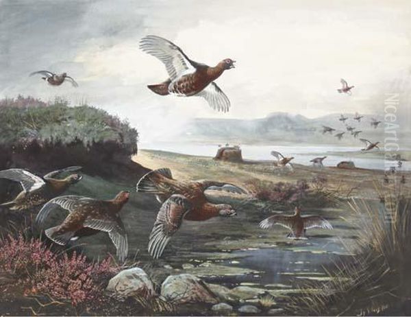 Red Grouse Over The Moors - view 1