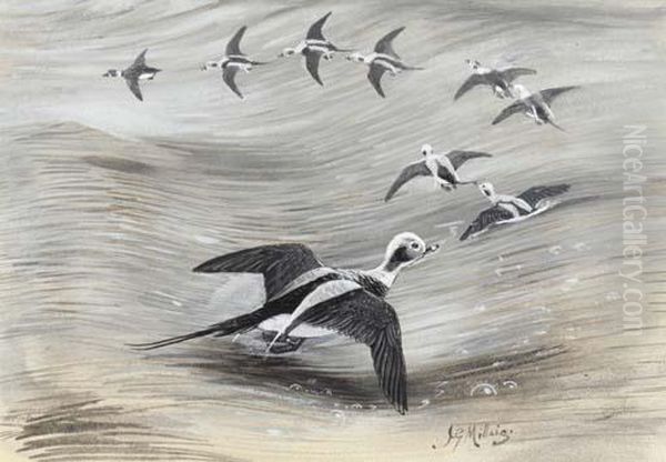 Oldsquaws In Flight - view 1