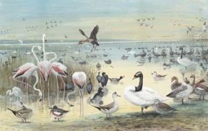 Birds Of Patagonia And Waterbirds