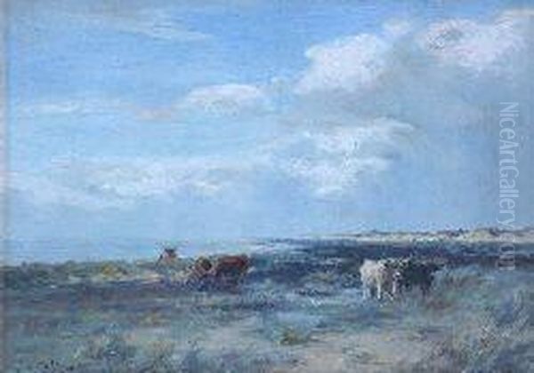 Cattle Amongst The Dunes - view 1