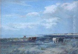 Cattle Amongst The Dunes