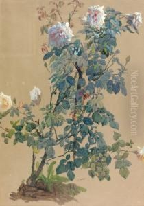 Bluhender Rosenstock. by Joseph Mittey