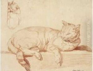 Etudes De Chat