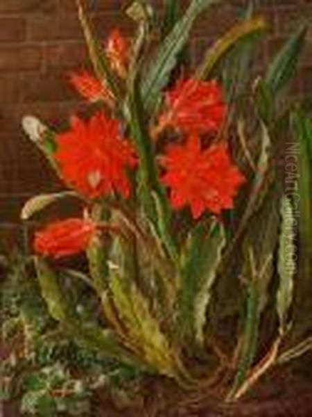 A Red Cactus In Bloom - view 1