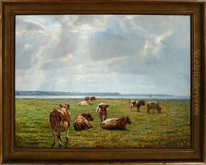 Cows On A Field In The Sunlight