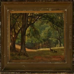 Forest Scenery With Two Deer In A Glade