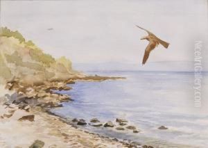 Veduta Costiera Con Volo Di Falco