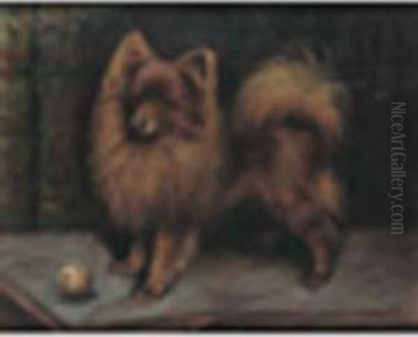A Pomeranian Playing With A Ball - view 1