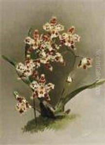 Reichenbachia: Orchids Illustrated And Described: Six Plates by Henry George Moon