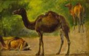 Camellos