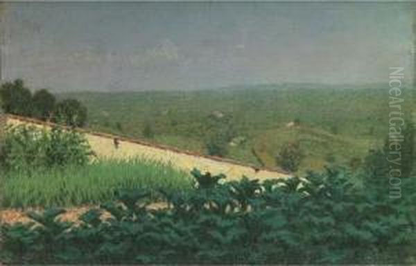 Zucche Nell'orto - view 1