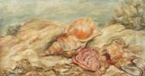 Nature Morte Aux Coquillages - view 1
