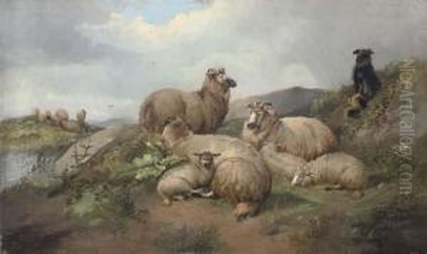 Sheep And Lambs With A Sheep Dog On A Hillside - view 1