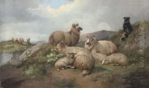 Sheep And Lambs With A Sheep Dog On A Hillside