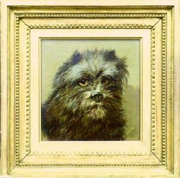 Portrait Of A Cairn Terrier - view 1