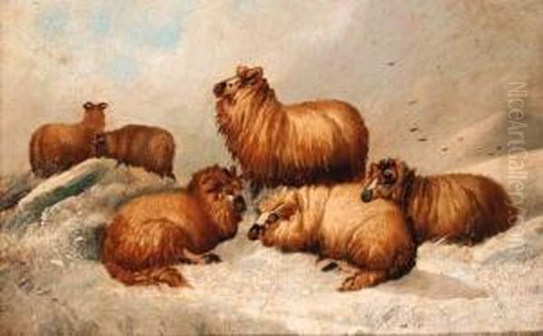 Sheep Resting In A Winter Landscape - view 1