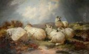 Sheep Resting by John Morris